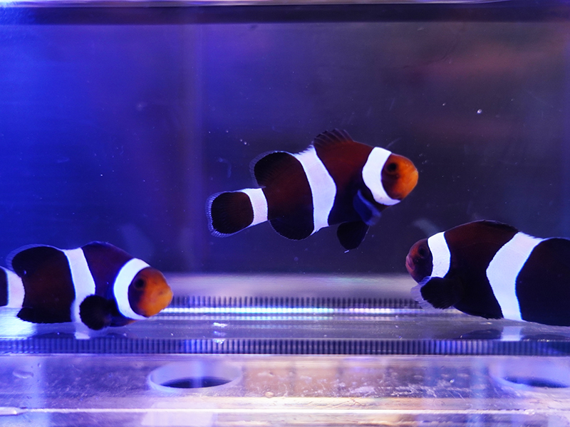 画像1: ブラックオセラリス（カミハタブリード）