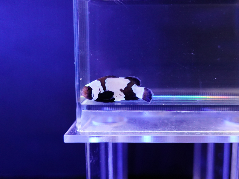 画像1: ブラックスノーフレークオセラリス（カミハタブリード）01