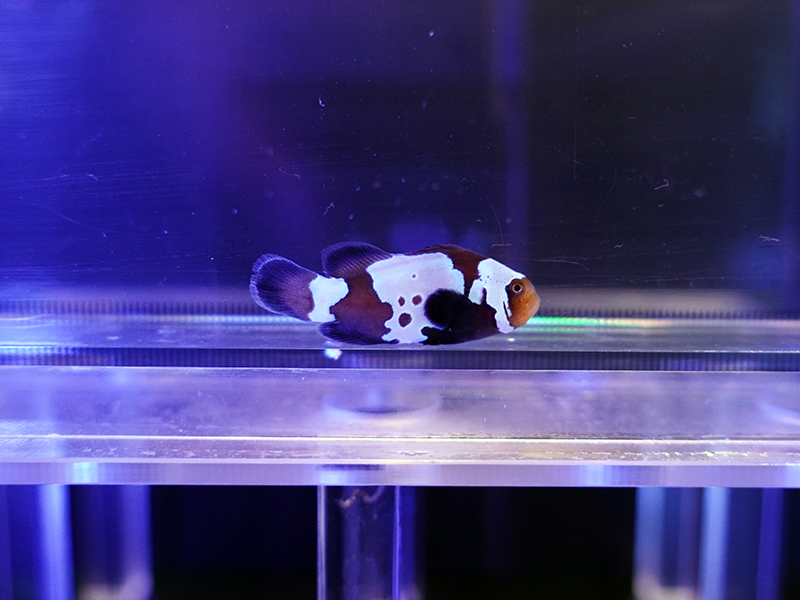 画像1: ブラックスノーフレークオセラリス（カミハタブリード）03