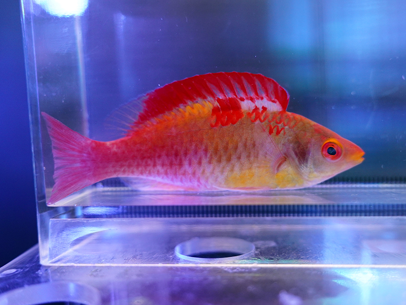 画像1: デベリウスフェアリーラス