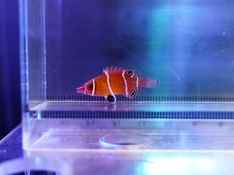 画像1: ハシナガベラレッド