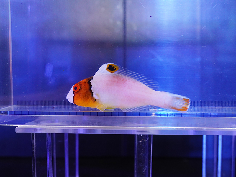 画像1: イロブダイ幼魚