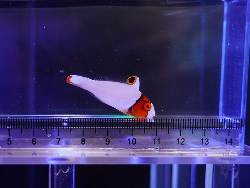 画像1: イロブダイ幼魚