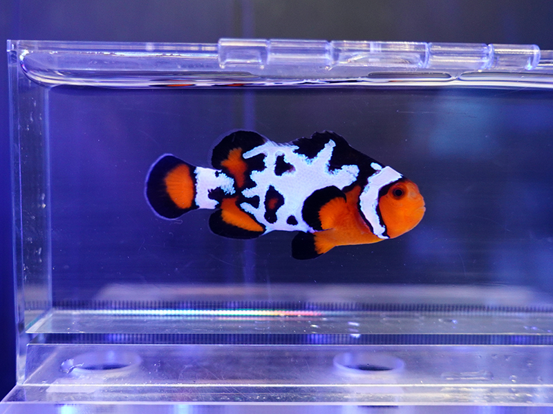 画像1: ジグソーバレットホールオセラリス（Proaquatixブリード）Jigsaw Bullet Hole