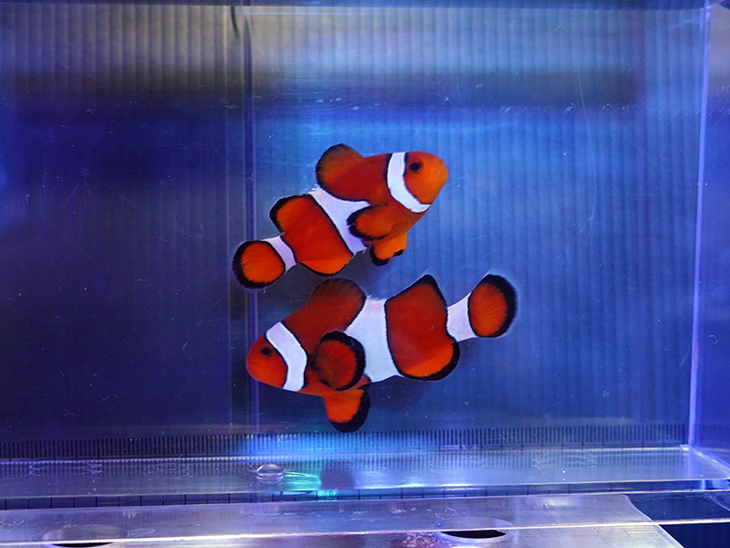 画像1: カクレクマノミ（セブ）ペア01
