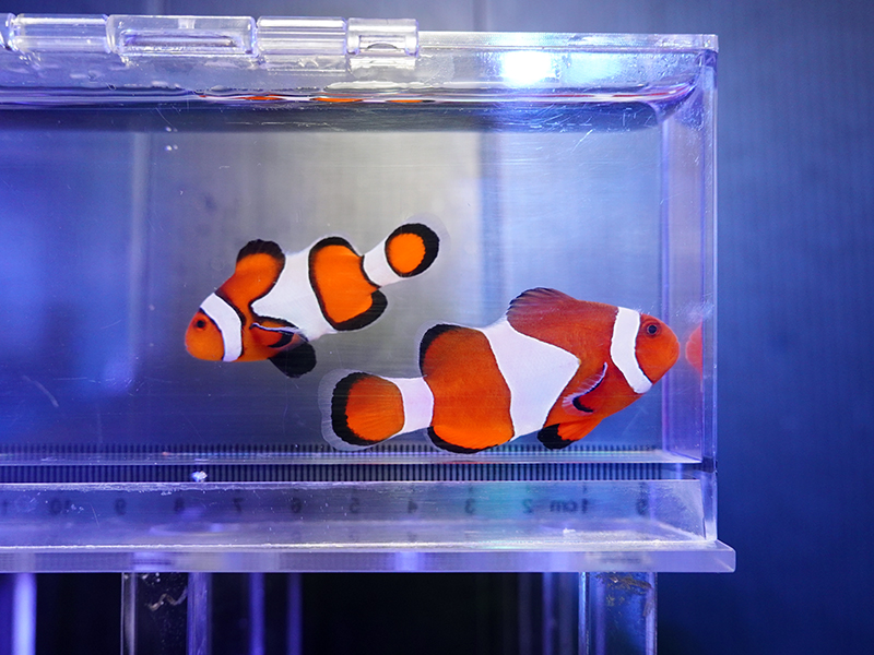 画像1: カクレクマノミ（セブ）ペア02