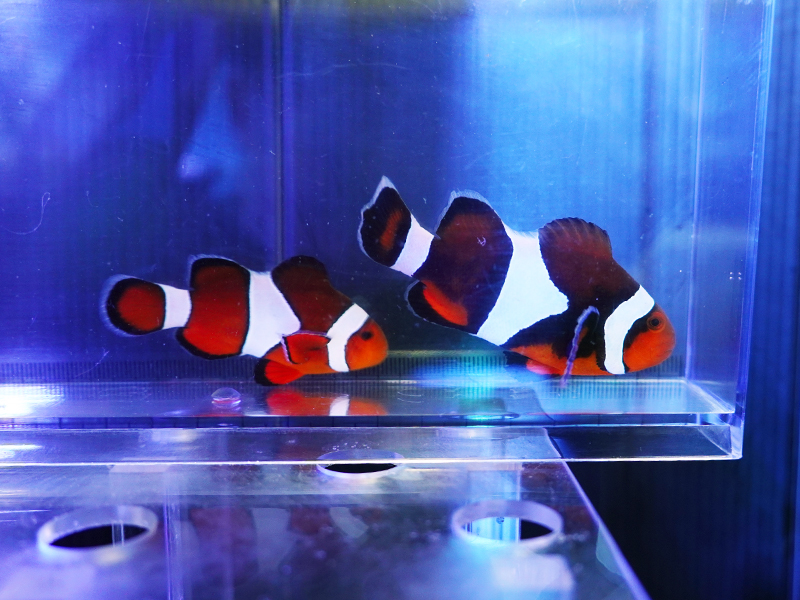 画像1: カクレクマノミ（セブ）ペア03