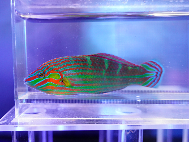 画像1: カザリキュウセン