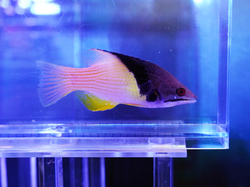 画像1: ケサガケベラ