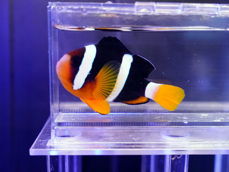 画像1: クマノミ（インド洋タイプ）