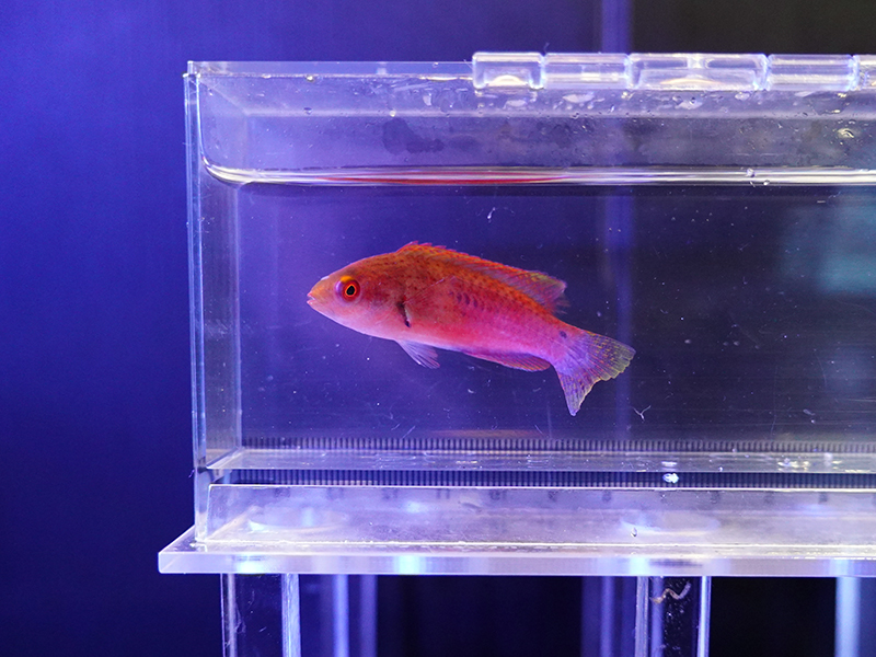 画像1: クロヘリイトヒキベラメス