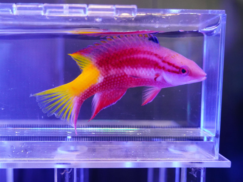 画像1: キューバンホグフィッシュ