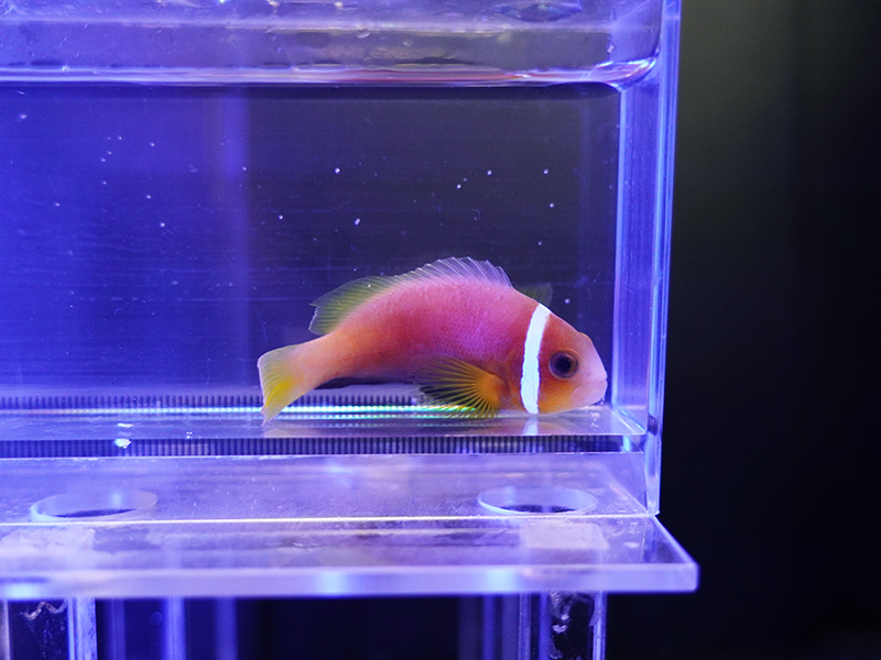 画像1: モルディブアネモネフィッシュ