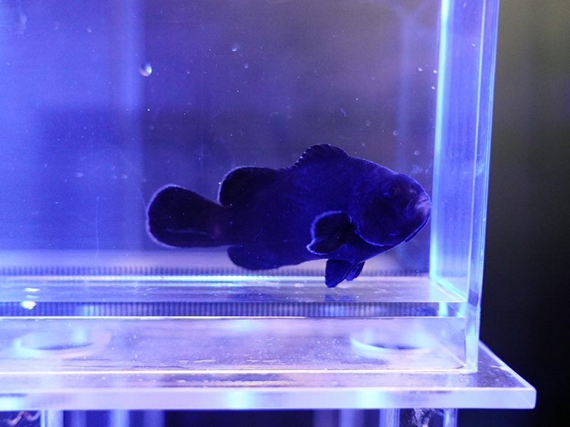 画像1: ミッドナイトオセラリス（カミハタブリード）02