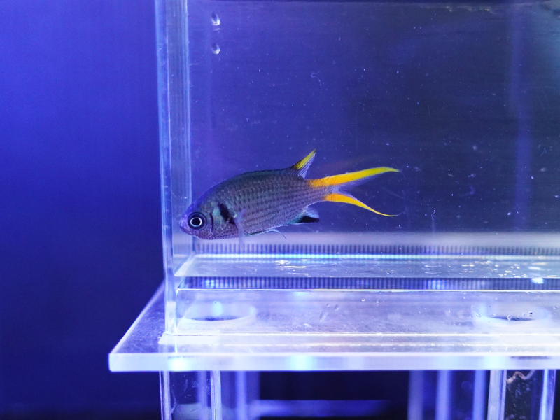 画像1: モンスズメダイ