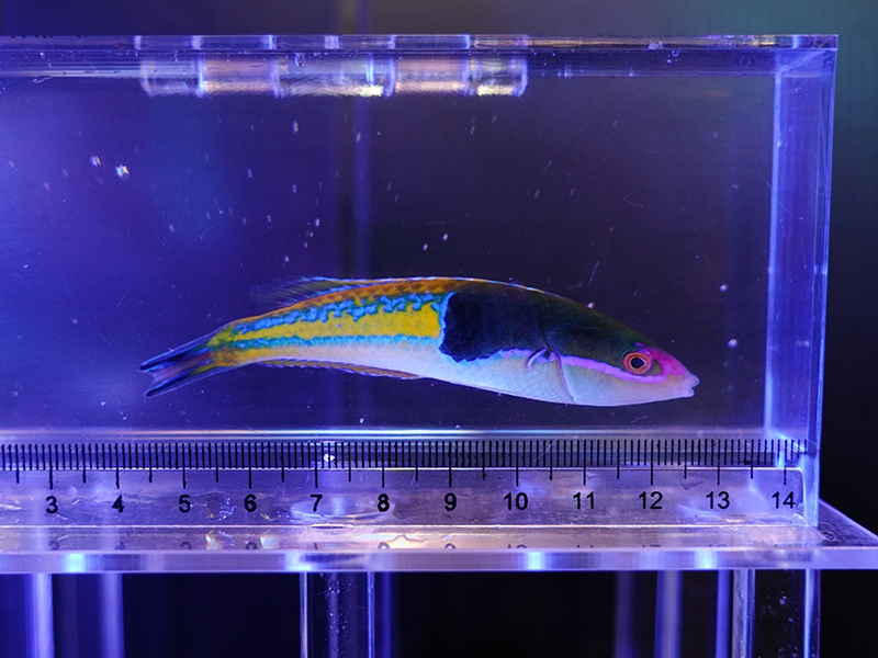 画像2: マルチカラーラスオス