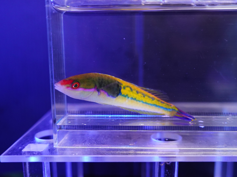 画像1: マルチカラーラスオス