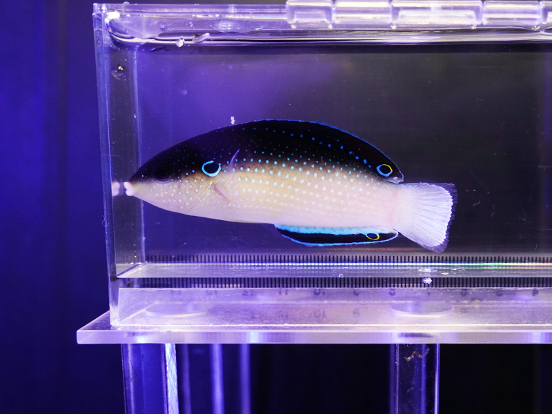 画像1: ニューギニアラス（マニラ）