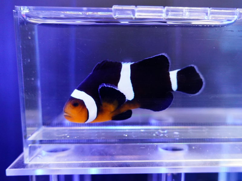 画像1: オンブレミスバーオセラリス（Proaquatixブリード）Ombre missbar