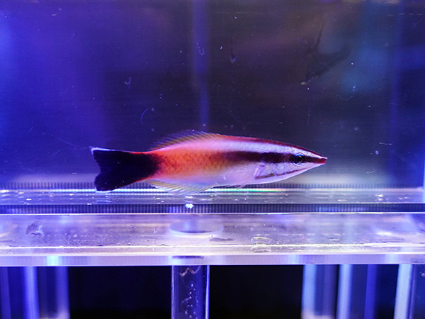 画像1: ピーチクリーナーラス01