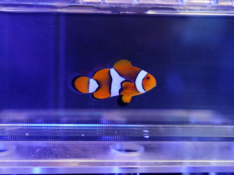 画像1: ペルクラクラウンフィッシュ（バリ）01