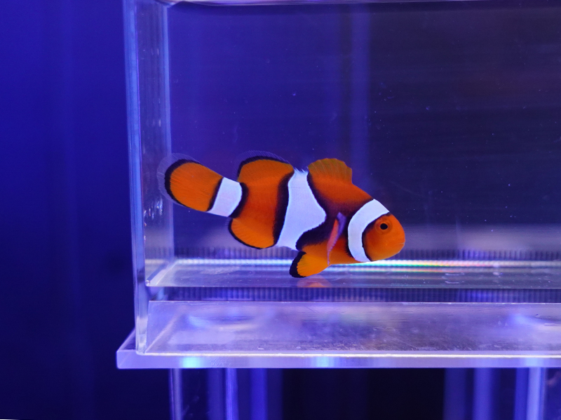 画像1: ペルクラクラウンフィッシュ（バリ）02　