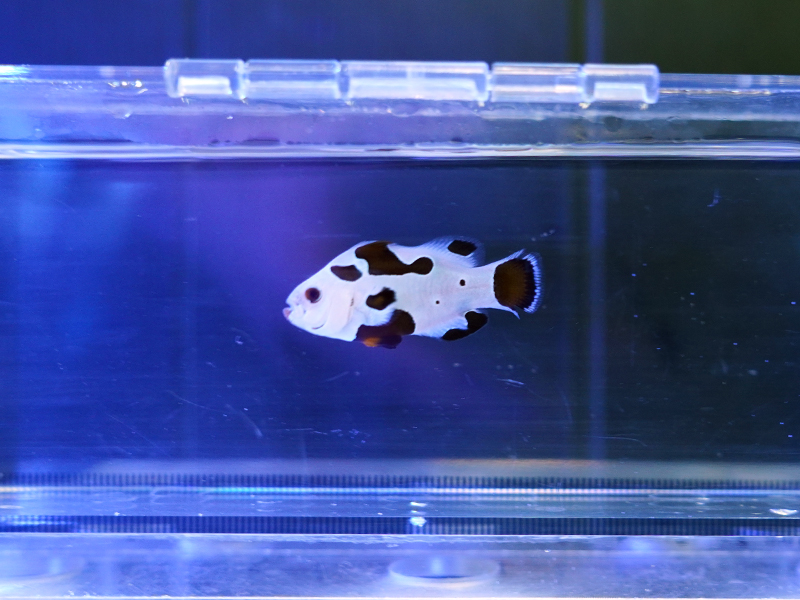 画像1: プラチナストームオセラリス（カミハタブリード）01