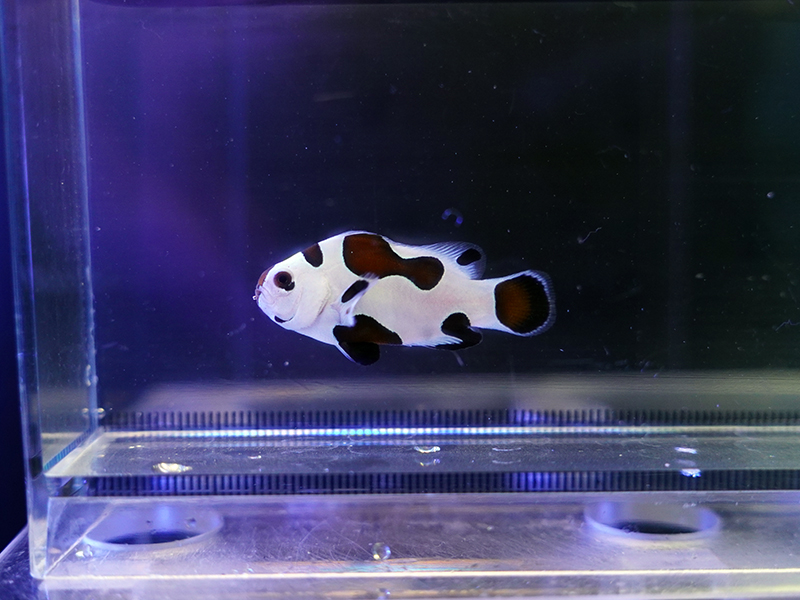 画像1: プラチナストームオセラリス（カミハタブリード）03