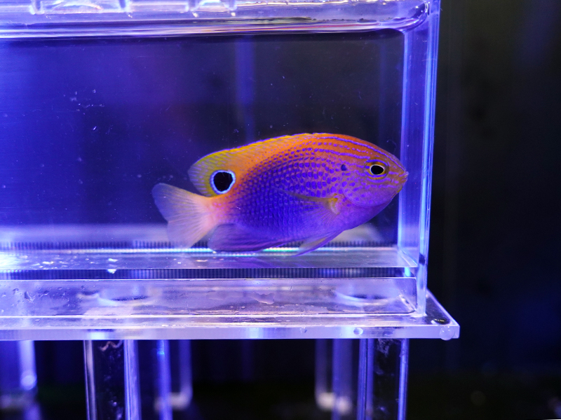 画像1: プリンセスダムセル（マーシャル）