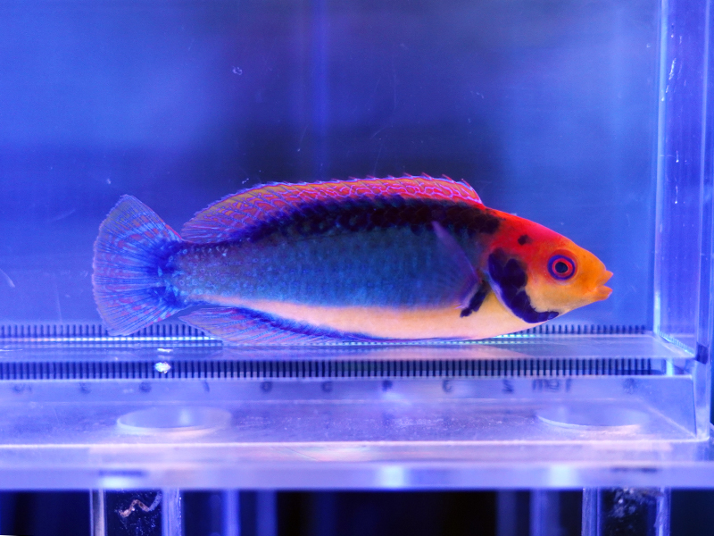 画像1: レッドヘッドフェアリーラス