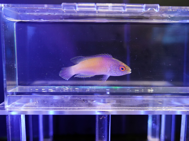 画像1: ローンボイドフェアリーラスメス