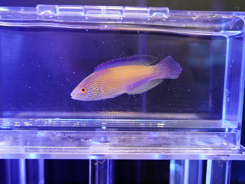 画像1: ローンボイドフェアリーラスオス