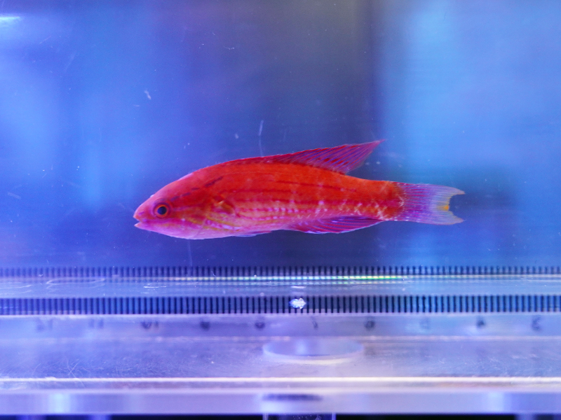 画像1: ロイヤルラス