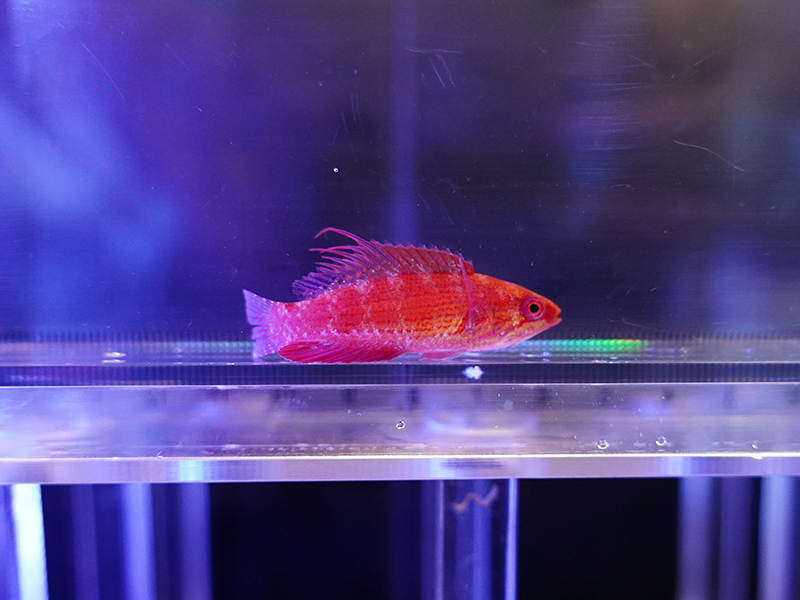 画像1: スカーレットフィンラス