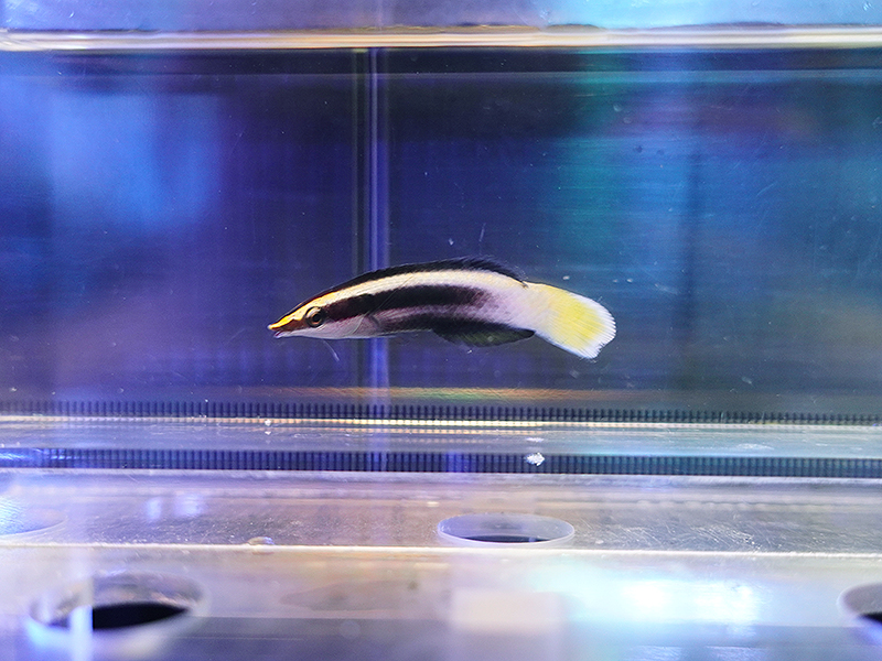 画像1: ソメワケベラ幼魚