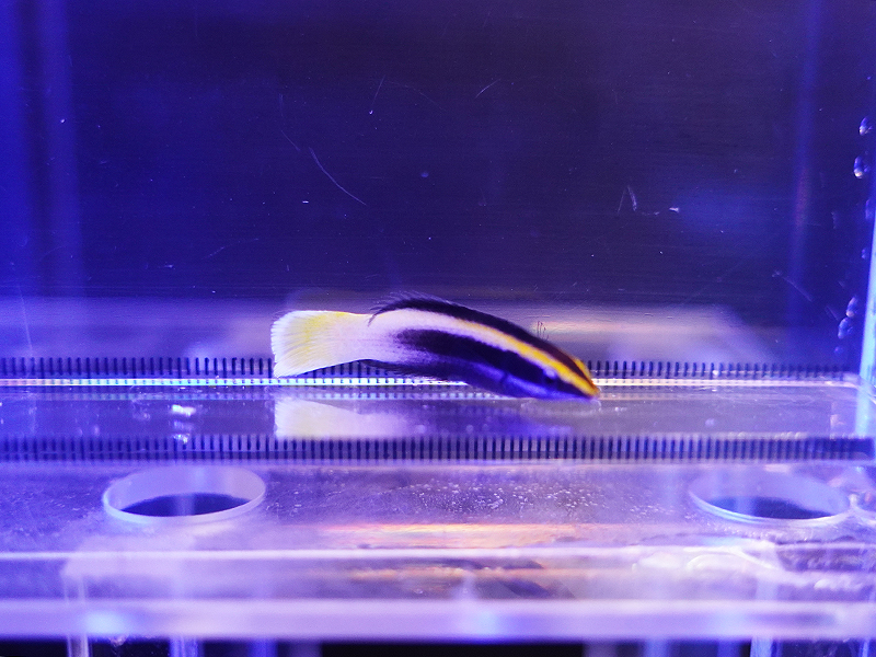 画像1: ソメワケベラ