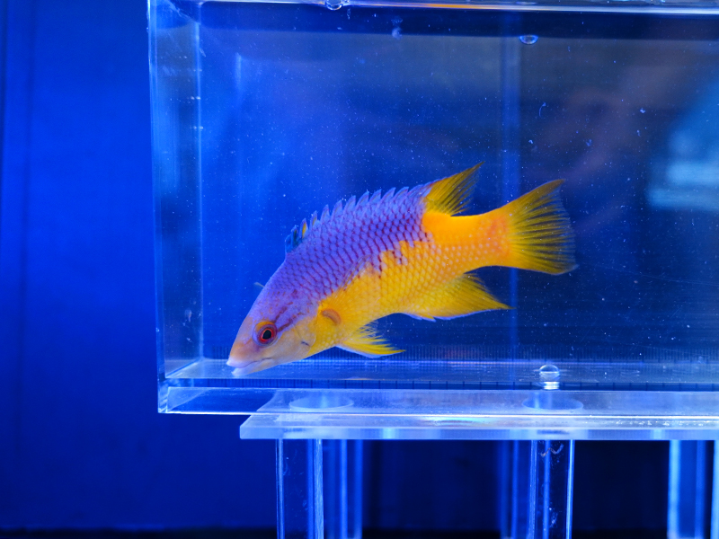 画像1: スパニッシュホグフィッシュ