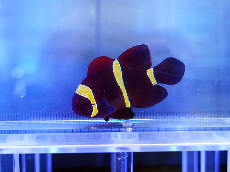 画像1: スパインチークアネモネフィッシュイエローバンド01