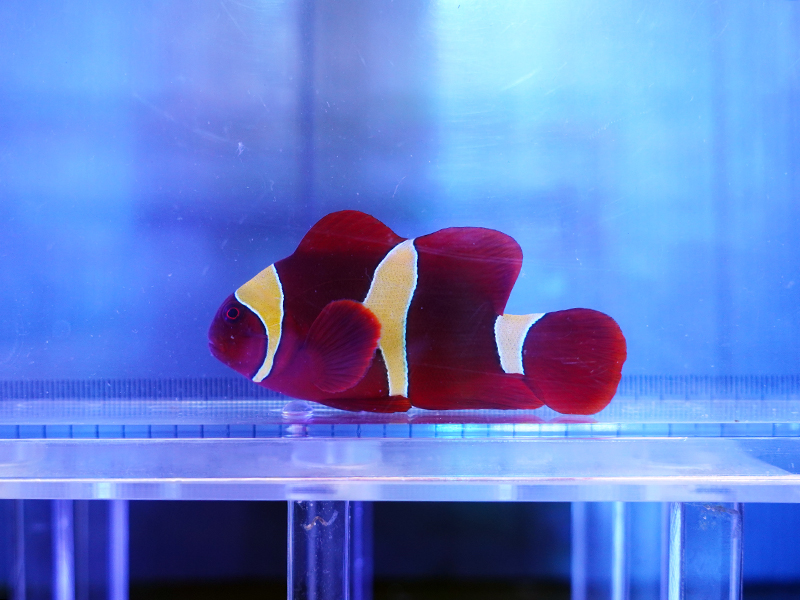 画像1: スパインチークアネモネフィッシュイエローバンド02