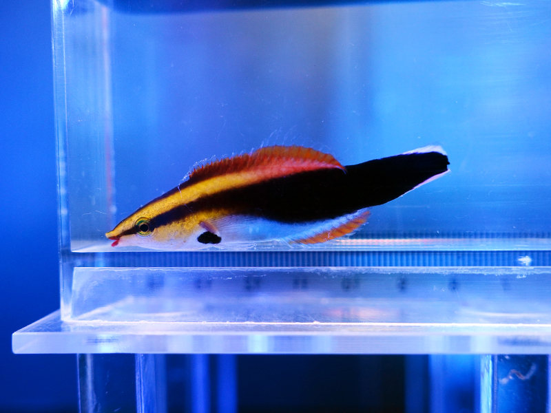 画像1: スミツキソメワケベラ