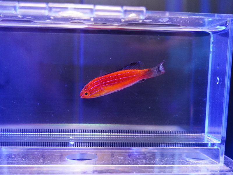 画像1: ツキノワイトヒキベラの近似種