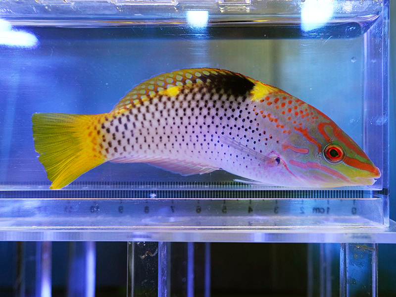 画像1: トカラベラ