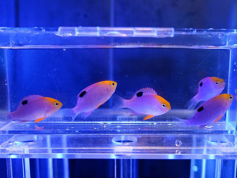 画像1: 【特価】トールポッツダムセル5匹セット