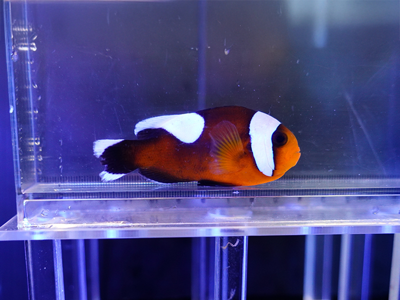 トウアカクマノミ 海水魚ショップ ナチュラル