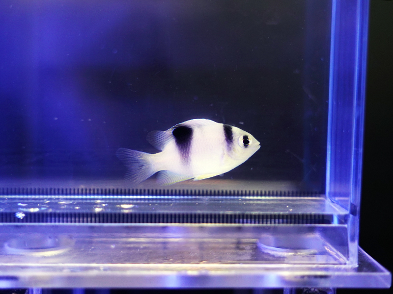 画像1: ホワイトダムセル