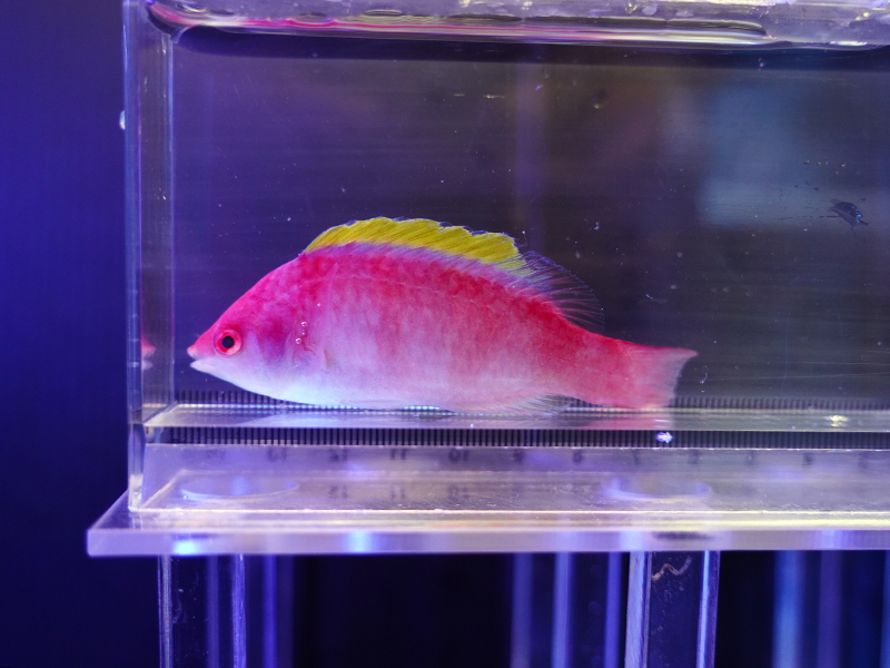 画像1: イエローフィンフェアリーラス