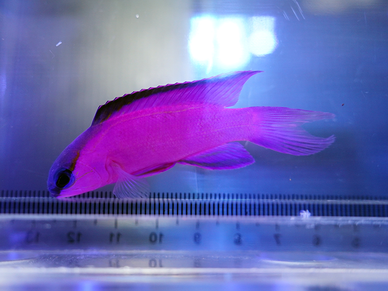 画像1: ブラックキャップバスレット