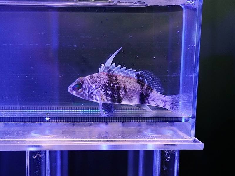 画像1: イトヒキマメハタ