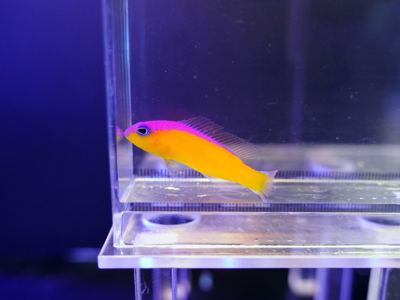 画像1: カンムリニセスズメ