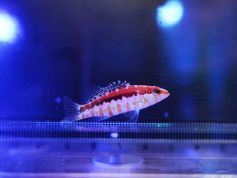 画像1: 【特価】オレンジバックバス